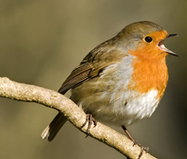 Rouge-gorge Erithacus rubecula