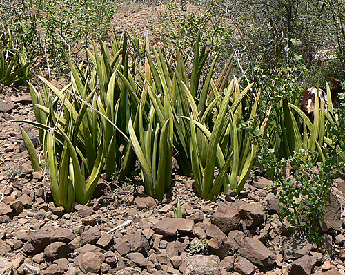 Sansevieria ehrenbergii Haima Yemen P1210117