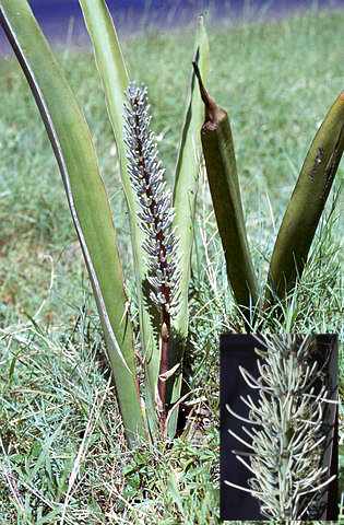 Sansevieria forskaliana