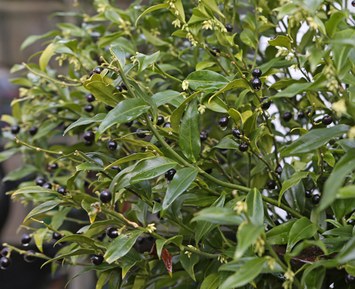 Sarcococca Feuillage Baie Mioulane MAP NPM 719516444