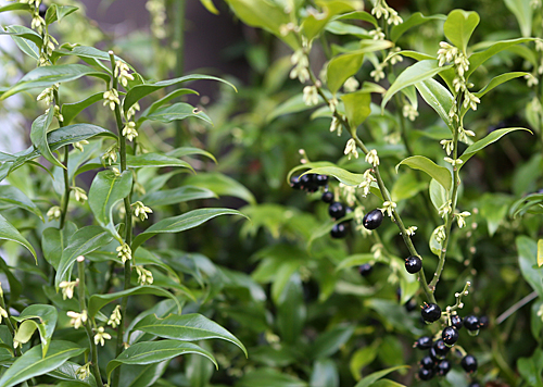 Sarcococca Fleur Baie Mioulane MAP NPM 719516442