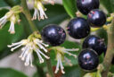 Sarcococca MAP NPA S2050203020