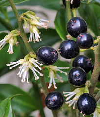 Sarcococca MAP NPA S2050203020