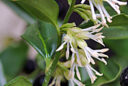Sarcococca MAP NPA S2050203023