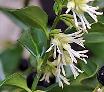 Sarcococca MAP NPA S2050203023