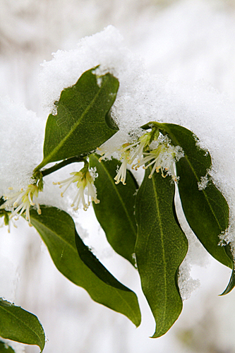 Sarcococca Neige Mioulane MAP NPM 90250619