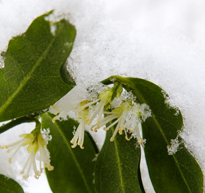 Sarcococca hiver Neige Mioulane MAP NPM 90250619