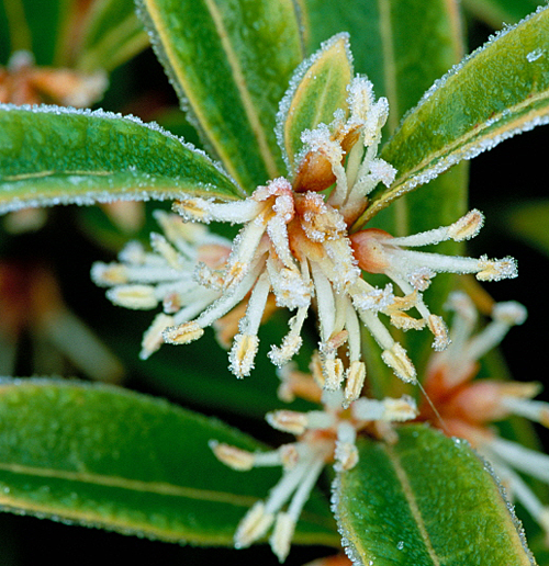 Sarcococca hookeriana Digyna MAP 26455 CNI