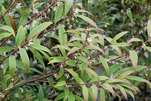 Sarcococca hookeriana Purple Stem MAP ADE 070305223