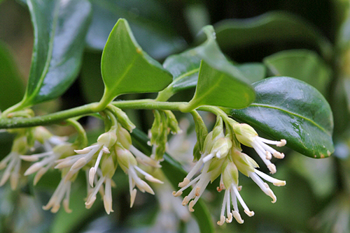 Sarcococca humilis MAP NPA S2050203024