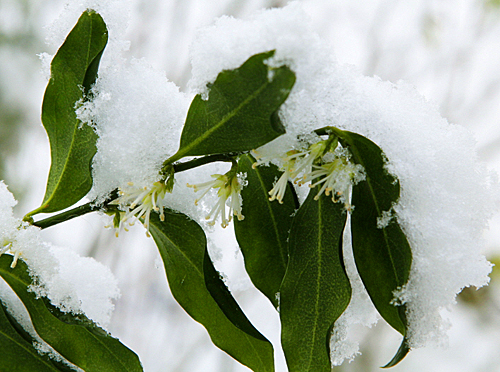 Sarcococca neige Mioulane MAP NPM 90250616