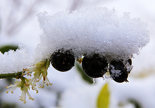 Sarcococca neige Mioulane MAP NPM 90250625