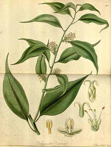 Sarcococca pruniformis Hooker