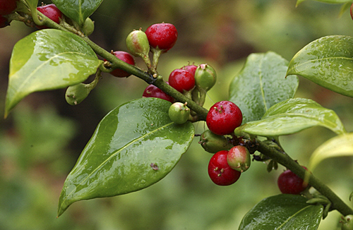 Sarcococca ruscifolia MAP 8940-2 MINIER