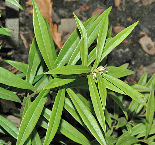 Sarcococca saligna