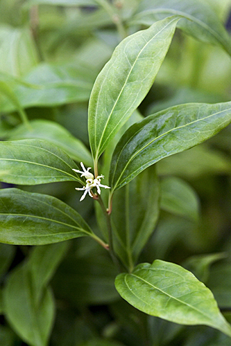 Sarcococca wallichii AJ078184 GWI