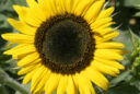 Tournesol Mioulane MAP NPM 850329302