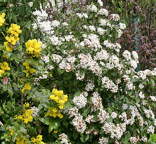 Viburnum tinus Mahonia Mioulane MAP NPM 850286007