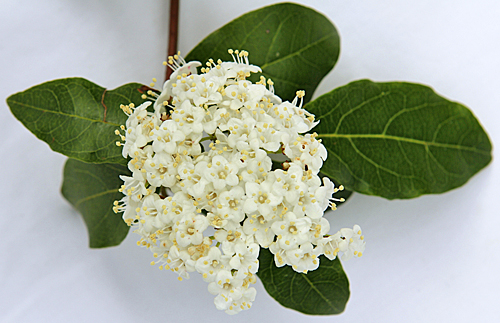 Viburnum tinus Laurier tin Mioulane MAP NPM 90290720