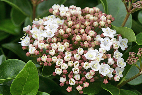 Viburnum tinus Lisarose Mioulane MAP NPM 850330115