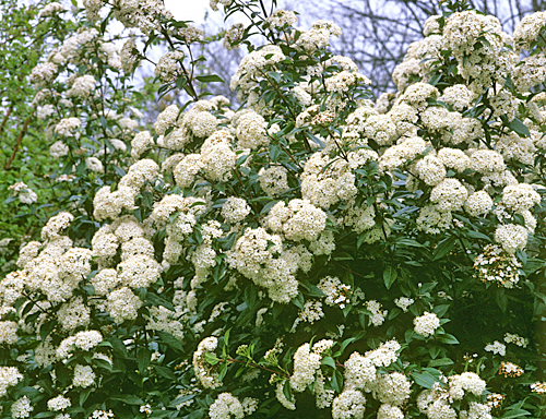 Viburnum tinus MAP ADE GIP0040506