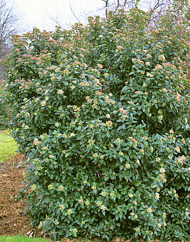 Viburnum tinus Pink Prelude MAP ADE GIP0103839