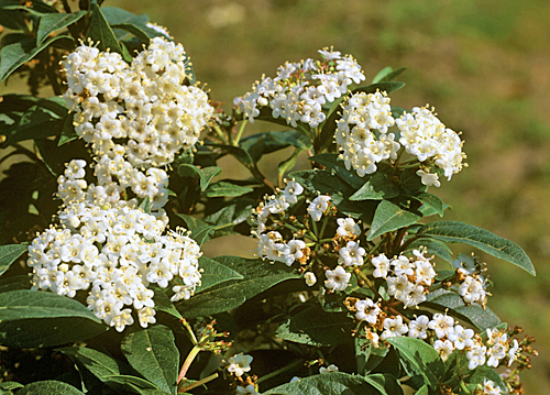 Viburnum tinus Spirit Mioulane MAP NPM GIP0102039