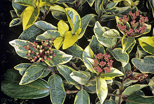 Viburnum tinus Variegatum Mioulane MAP NPM GIP0096442