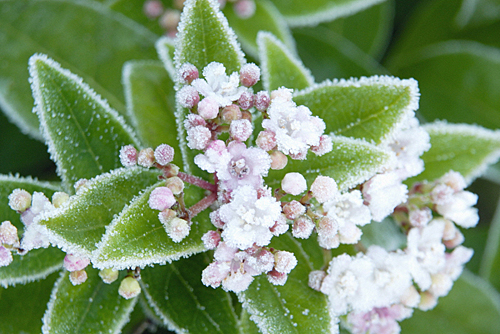 Viburnum tinus givre MAP FP SK0251 GWI