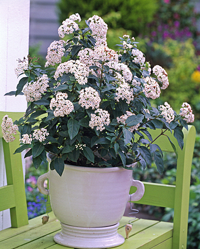 Viburnum tinus pot MAP 61008673 FST