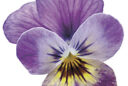 Viola cornuta Endurio Pink Shade Detouree