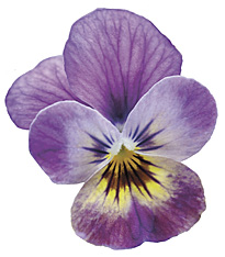 Viola cornuta Endurio Pink Shade Detouree