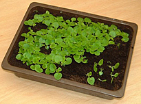 begonia semis