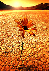 desert flower