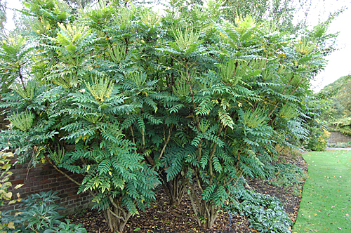 mahonia-x-media-winter-sun