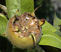 neflier Mespilus MAP AGU 070108048