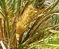 phoenix caespitosa floraison