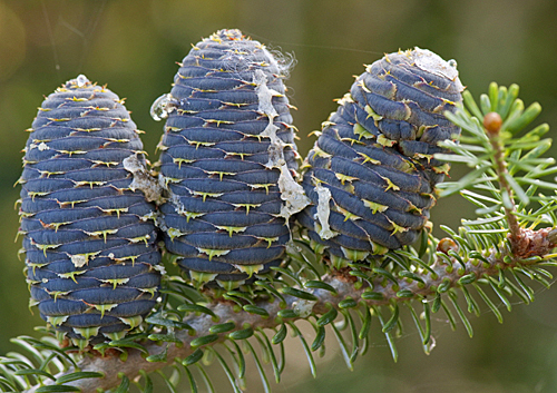 Abies koreana MAP ADE 091013033