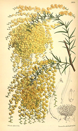 Acacia riceana