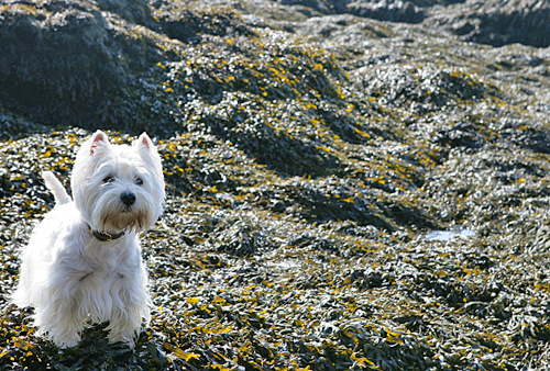 Algue Chien Westie Aria Mioulane MAP NPM 080116252