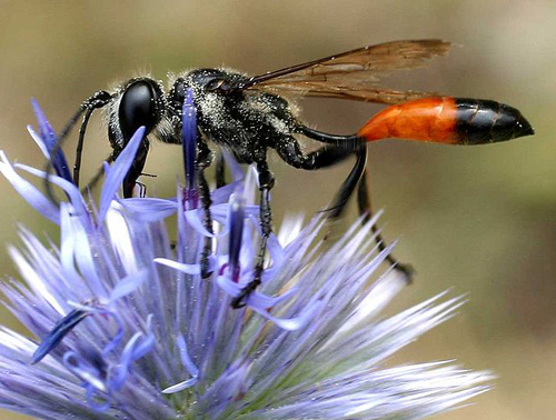 Ammophila sabulosa Entomart