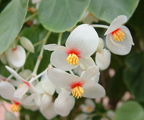 Begonia solananthra