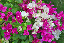 Bougainvillea Mioulane MAP NPM 080818386