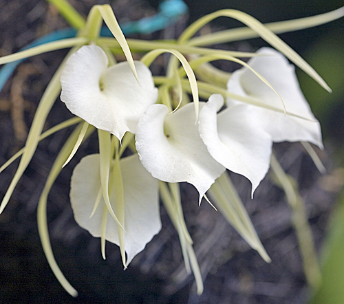 Brassavola nodosa MAP JLY3270 GWI