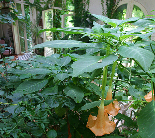 Brugmansia Mioulane MAP 0002387