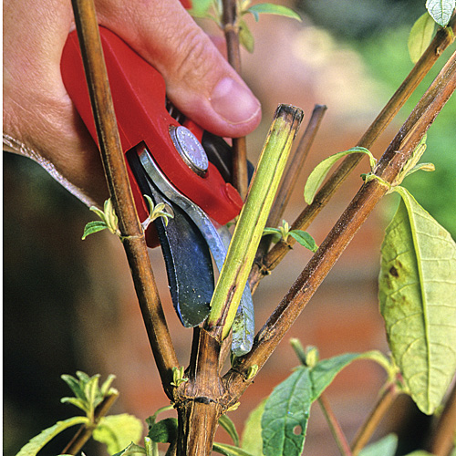 Buddleia taille onglet Mioulane MAP NPM GIP0058669