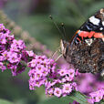 Buddleia Vulcain Mioulane MAP NPM 719515665