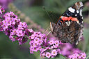 Buddleia Vulcain Mioulane MAP NPM 719515665