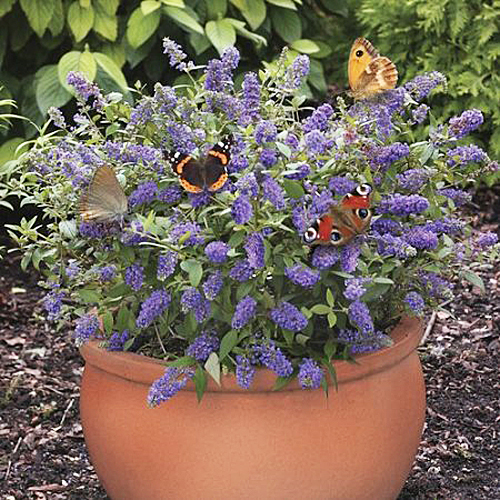 Buddleja Nanho Blue Pot