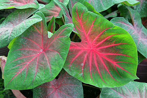 Caladium Mioulane MAP NPM 84962042